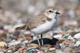 Western Snowy Plover